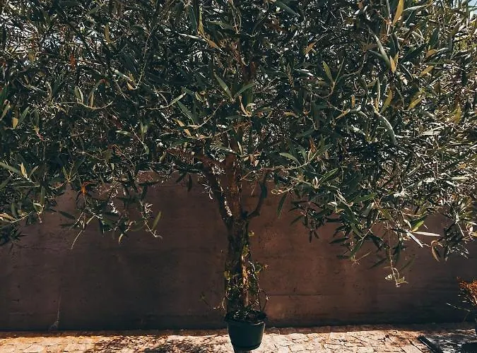 Casa Da Eira 아로카